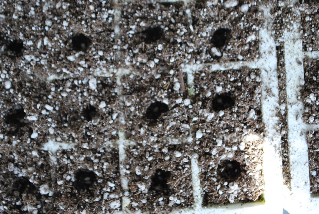 Pic of the holes with seeds
