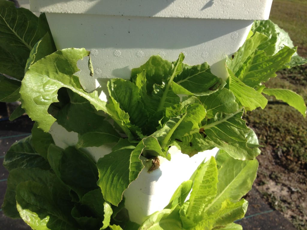 This lettuce plant was eaten overnight by a large grasshopper.  Amazing how much damage this grasshopper did overnight.