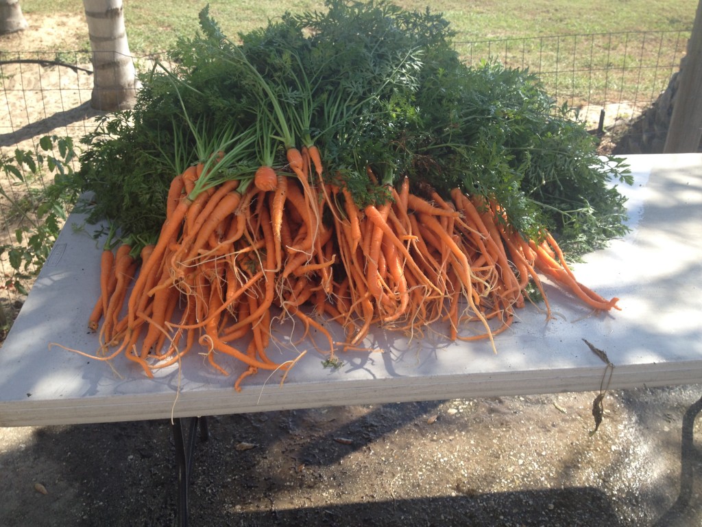 Hydroponic Carrots