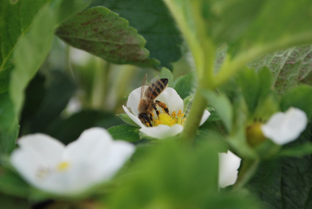 Honey Bee working the flowers